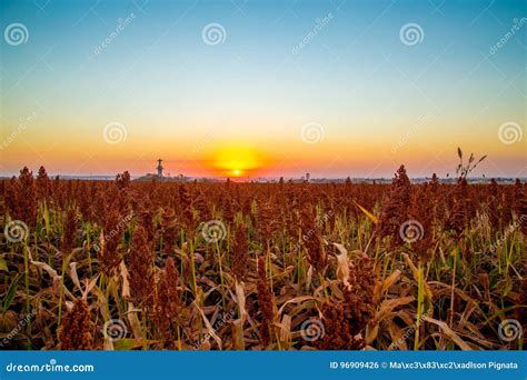 Sorghum Field Sunset Background Stock Photo - Image of landscapes, landscaped: 96909426