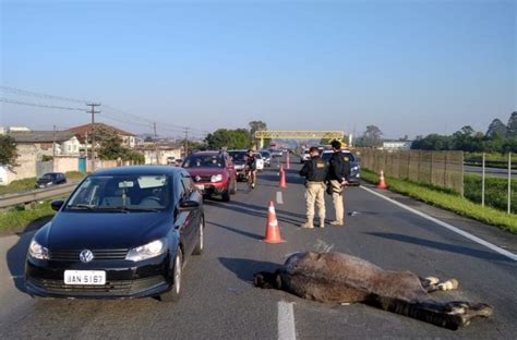 Motociclista morre após bater em cavalo na BR 277