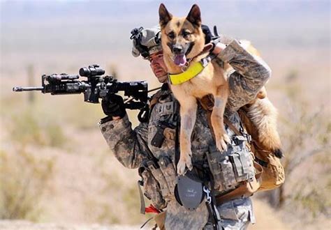 Comrades In Arms Military Dogs Military Working Dogs War Dogs