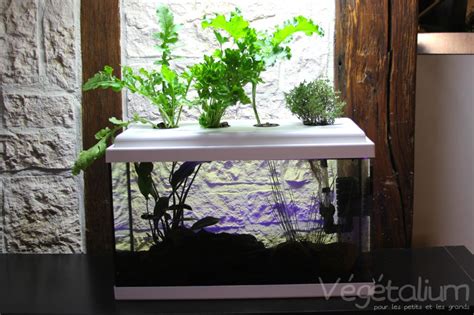 Transformer un aquarium en système aquaponique Tutoriel Aquaponie