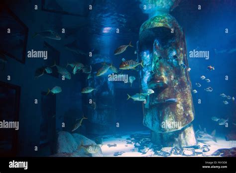 Shark tank at the Sea Live London Aquarium, UK Stock Photo - Alamy