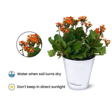 Kalanchoe Plant With Self Watering Pot Buy Kalanchoe Plant 469 00