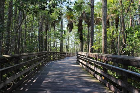 Grassy Waters Preserve: Reconnect with Natural Florida