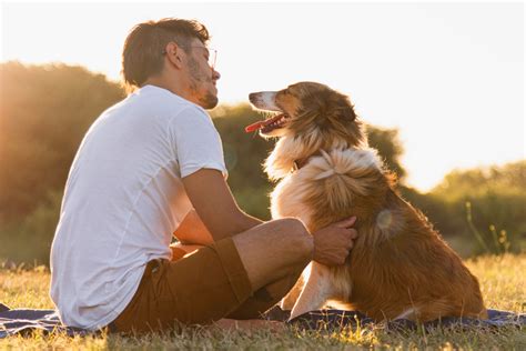 Adestramento canino e seus benefícios Blog Freso