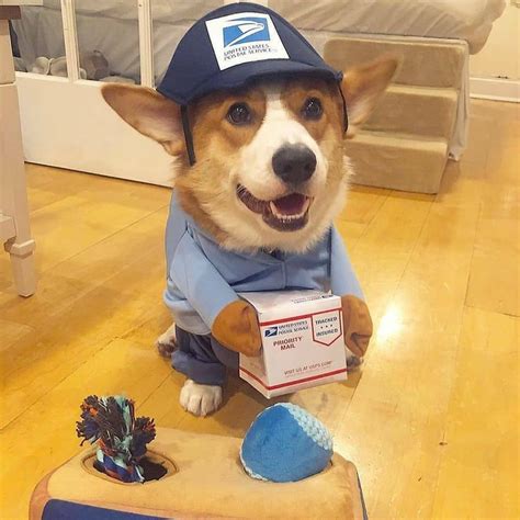 A Corgi Dog Wearing A Hat And Holding A Box Of Mail Sitting On The Floor