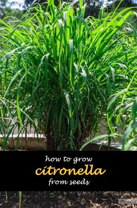 how to grow citronella from seeds in the garden with text overlay ...