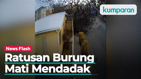 Fenomena Aneh Ratusan Burung Jatuh Dari Langit Dan Mati Mendadak Youtube