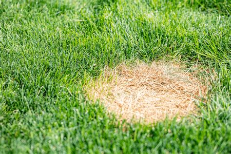 Lawn Fungicide: Treat and Prevent Fungal Diseases in Your Lawn