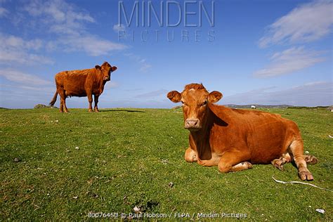 Domestic Cattle stock photo - Minden Pictures