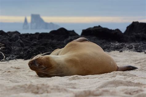 Galapagos Islands Travel Tips: Everything You Need to Know – Ordinary ...