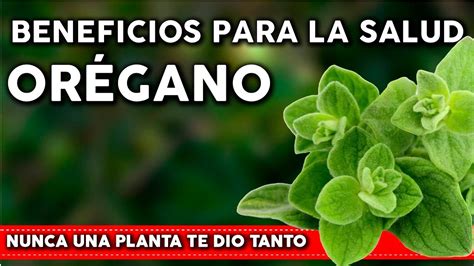 Oregano Planta Medicinal Para Que Sirve Buy Store