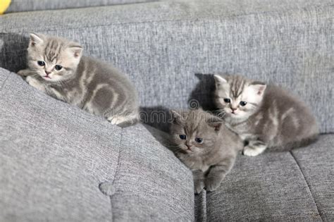 Three little kittens stock photo. Image of shorthair - 49169372