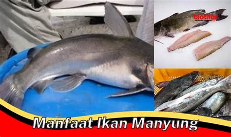 Temukan Rahasia Manfaat Ikan Manyung Yang Jarang Diketahui Biotifor