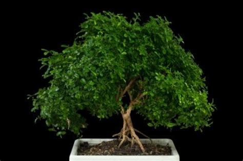 Indoor Bonsai Tree Care Guide - HubPages