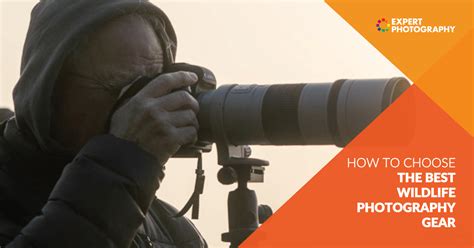 How to Choose the Best Wildlife Photography Gear