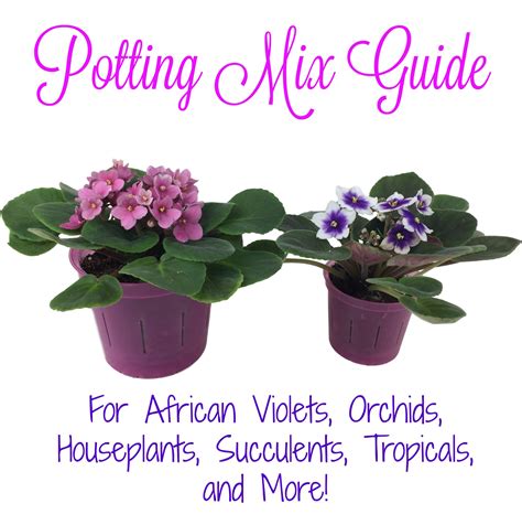 Potting Mix Guide For African Violets Orchids Houseplants Succulents