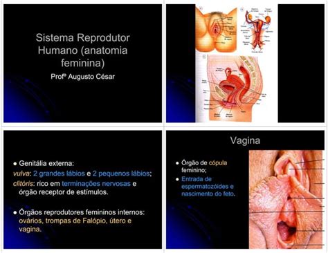 Sistema Reprodutor Humano Anatomia Feminina Ppt