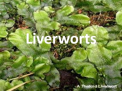 Liverworts