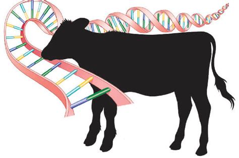 Breeding Better Steak Geneticists Aim To Streamline Development Of