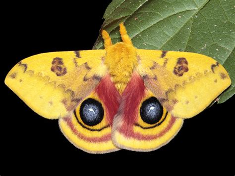 11 Wildly Colored Moths To Brighten Your Day