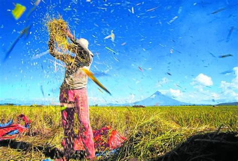 October To See Million Metric Tons Of Rice Harvest In Philippines