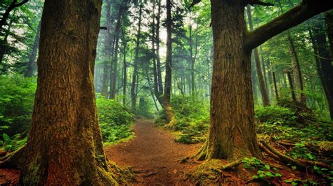 1920x1080 Nature Trees Forest Wood Mist Leaves Plants Branch Moss