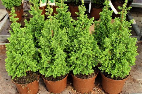 Сорта туевидного кипарисовика: названия сортов с фотографиями и отзывами