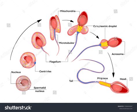 Spermatogenesis Development Humen Sperm Cell Cycle Stock Illustration ...