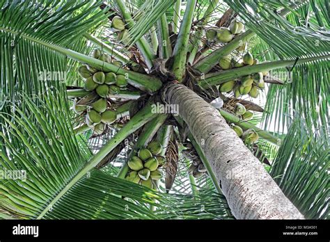 Lush Green Coconut Tree Canopy Close Up With Ripe And Tender Nuts