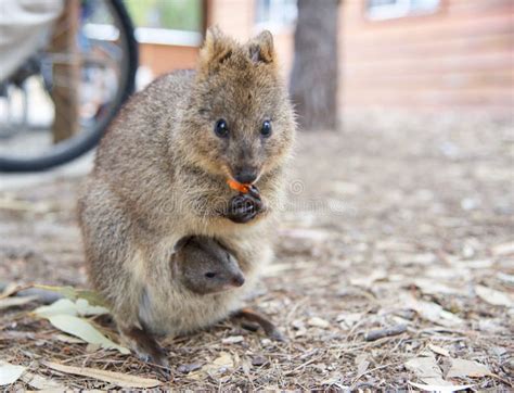 Quokka and Baby stock image. Image of carrot, habitat - 88597157