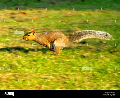 A grey squirrel running across the grass Stock Photo - Alamy