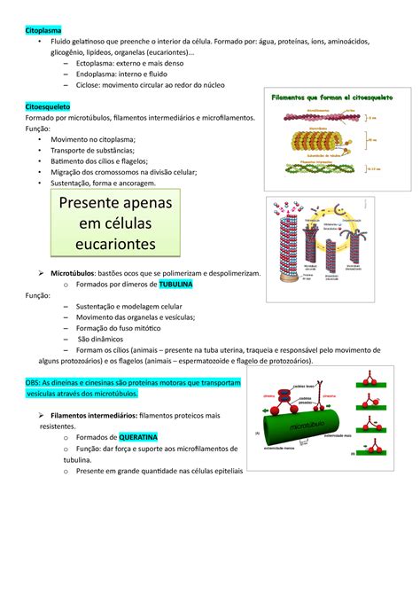 Material Gelatinoso Que Preenche O Interior Da Célula