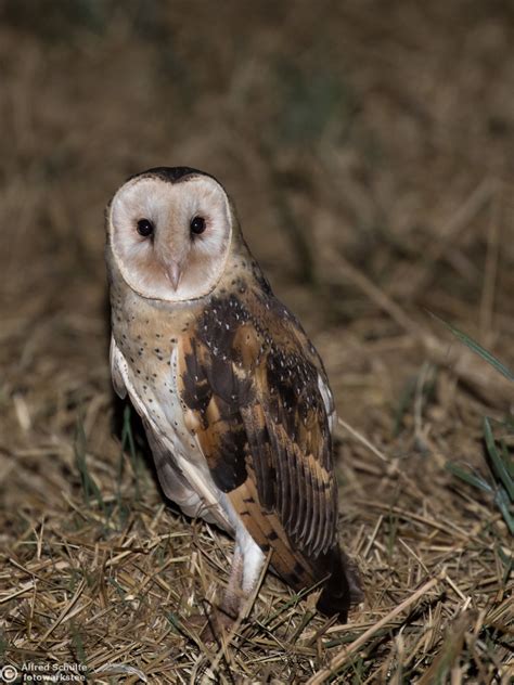 Eastern Grass Owl Tyto Longimembris Alfred Schulte