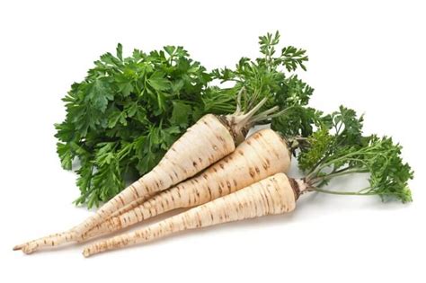 Hamburg Rooted Parsley - Food Gardening Network