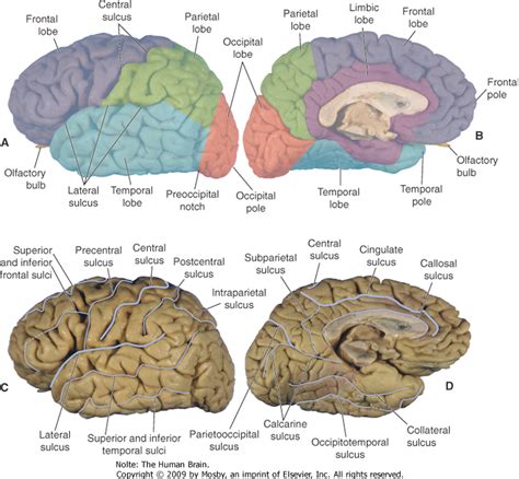 Brain Sulci Labeled