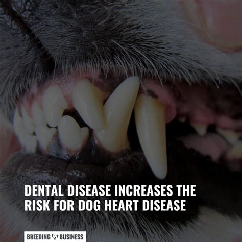 Dog Periodontal Disease Signs Diagnosis Stages Treatment And Faq