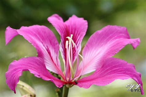 cyy4993: Bauhinia Flower [Fabaceae] Bauhinia Blakeana 紫荆花