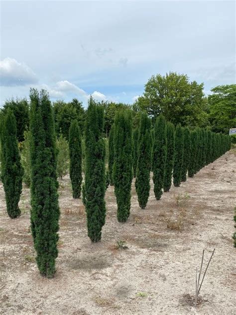 Schmale Säulen Eibe Taxus baccata Fastigiata Robusta kaufen