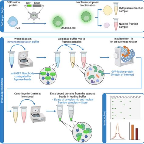 Workflow Of Gfp Trap Immunoprecipitation Created With Biorender