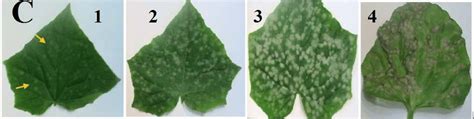 Comparison Of Powdery Mildew Disease Symptoms On Different Cucumber Download Scientific Diagram