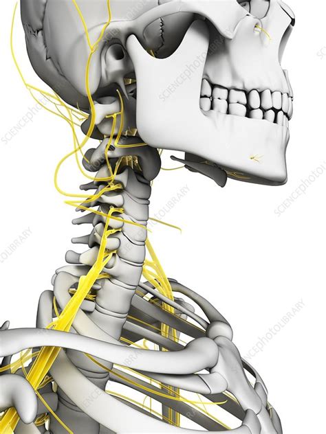 Human Nervous System Artwork Stock Image F010 2237 Science Photo