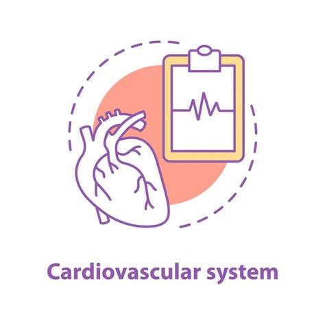 Cardio Vascular System Vector Art Stock Images Depositphotos