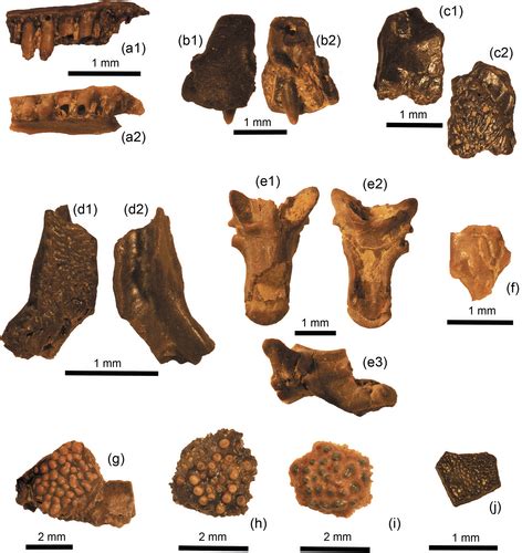 Lizards and amphisbaenians (Reptilia, Squamata) from the middle Eocene of Mazaterón (Soria ...