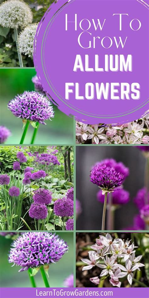 How To Plant Allium Bulbs A Complete Guide To Growing Ornamental