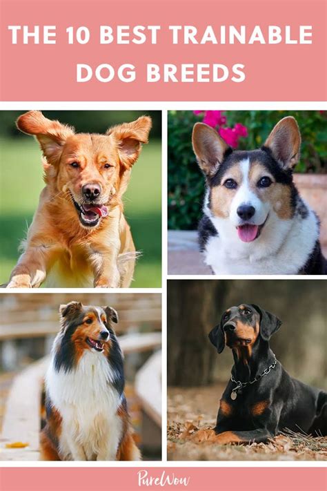 The 10 Easiest Dogs To Train Artofit