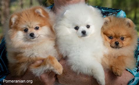 Pomeranian Dog Breed Information