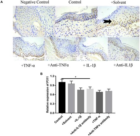 Frontiers Effects of IL 1β and TNF α on the Expression of P311 in