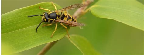 Wespen Vertreiben Schnell Zum Wespenfreien Garten Moowy