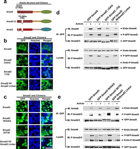 The Impaired Ability Of Smad In Relaying Tgf Signals Results From Its