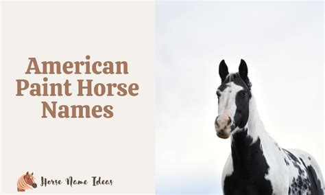 250 American Paint Horse Names (With Meanings) - HorseNameIdeas.com